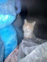 Lost Male Cat last seen Griffith in, Griffith, IN 46319