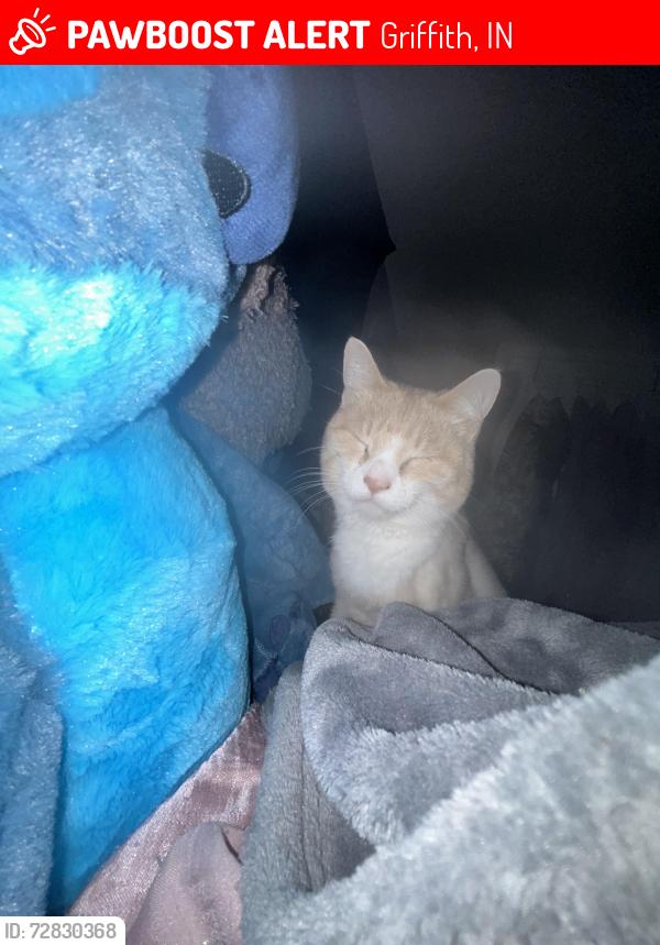 Lost Male Cat last seen Griffith in, Griffith, IN 46319