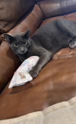 Reunited Male Cat last seen Ranch Rd and Ryefield Rd, Lake Helen, FL 32744