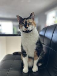 Lost Female Cat last seen Dunkirk Dr and West Fernwood Ave, Winnipeg, MB R2M 1W9