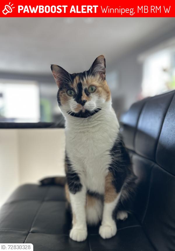 Lost Female Cat last seen Dunkirk Dr and West Fernwood Ave, Winnipeg, MB R2M 1W9
