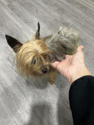 Found/Stray Female Dog last seen golson rd, Waco, TX 76705
