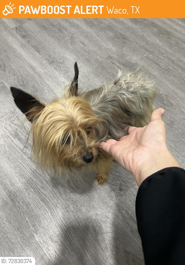 Found/Stray Female Dog last seen golson rd, Waco, TX 76705