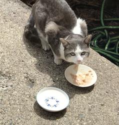 Found/Stray Unknown Cat last seen Eveningside/Masonic, Fraser, MI 48026