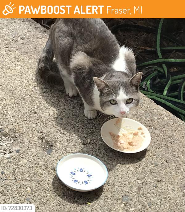 Found/Stray Unknown Cat last seen Eveningside/Masonic, Fraser, MI 48026