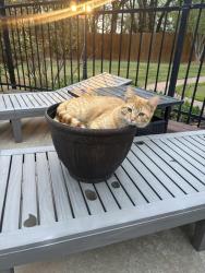 Lost Male Cat last seen Near High Meadow Drive, Choctaw, OK 73020