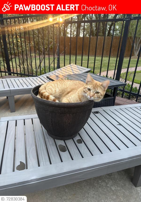 Lost Male Cat last seen Near High Meadow Drive, Choctaw, OK 73020