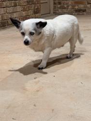 Found/Stray Male Dog last seen 24th Ave SE and Lindsey, Adhton Place Apts, Norman, OK 73071