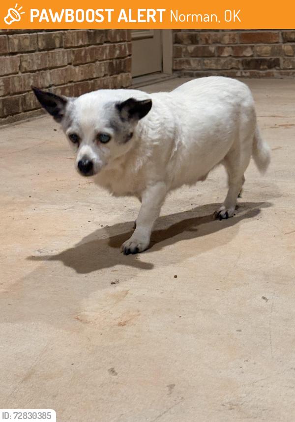 Found/Stray Male Dog last seen 24th Ave SE and Lindsey, Adhton Place Apts, Norman, OK 73071