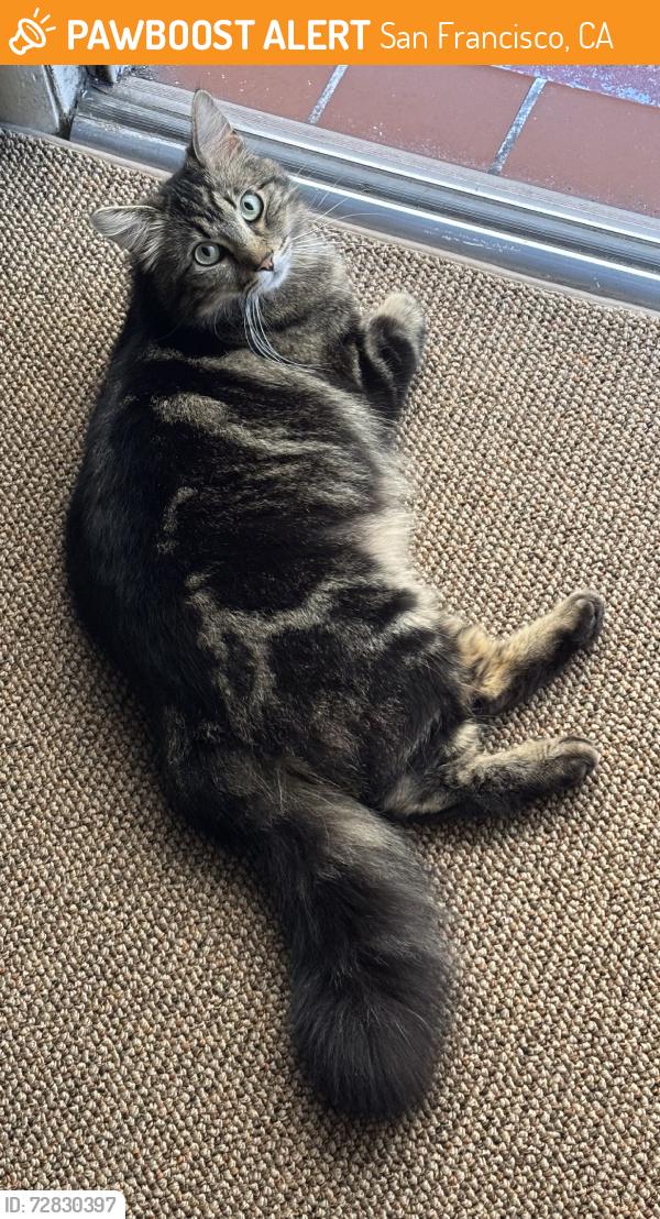 Found/Stray Unknown Cat last seen Taraval, San Francisco, CA 94116