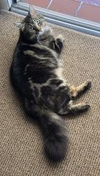 Found/Stray Unknown Cat last seen Taraval, San Francisco, CA 94116