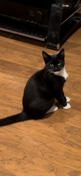 Lost Female Cat last seen Near aberford dr, San Jose, CA 95131