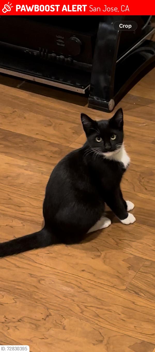Lost Female Cat last seen Near aberford dr, San Jose, CA 95131