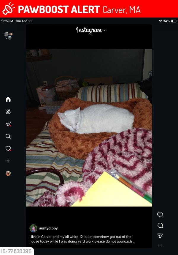 Lost Female Cat last seen Cornish st carver ma, Carver, MA 02330