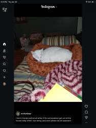 Lost Female Cat last seen Cornish st carver ma, Carver, MA 02330