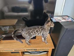 Found/Stray Male Cat last seen Sun Terrace and Villa Oak, Citrus Heights, CA 95610