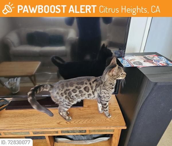 Found/Stray Male Cat last seen Sun Terrace and Villa Oak, Citrus Heights, CA 95610