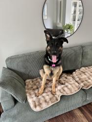 Found/Stray Female Dog last seen Allatoona Elementary , Bartow County, GA 30120
