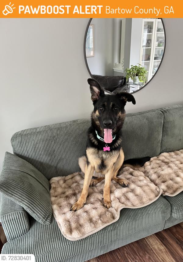 Found/Stray Female Dog last seen Allatoona Elementary , Bartow County, GA 30120