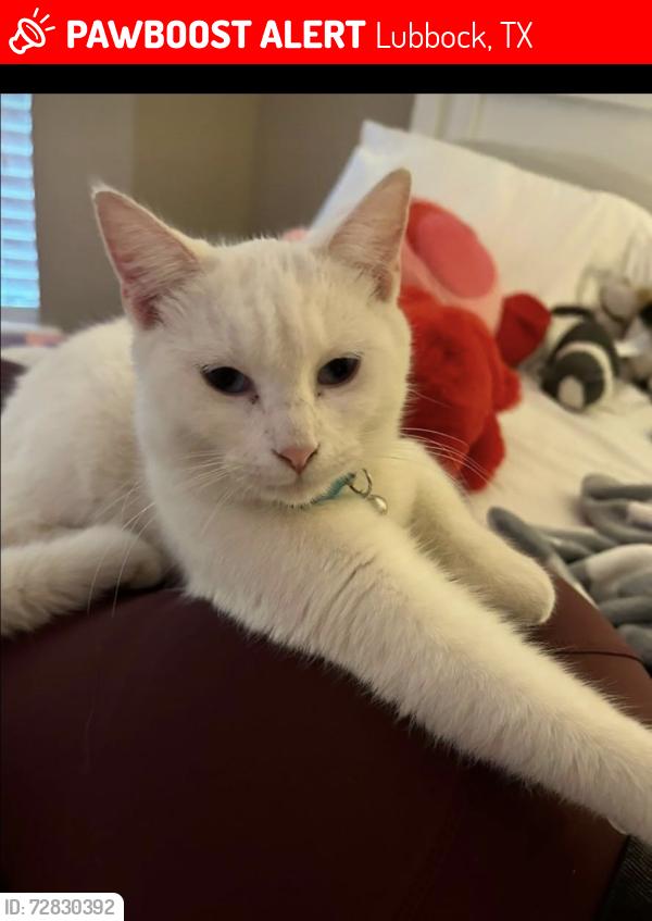 Lost Female Cat last seen 65th and Quaker , Lubbock, TX 79414