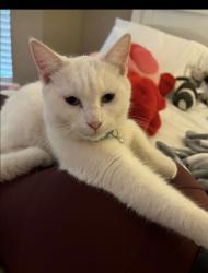 Lost Female Cat last seen 65th and Quaker , Lubbock, TX 79414