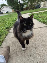 Found/Stray Unknown Cat last seen Breckenridge & Rodney Parham, Little Rock, AR 72211