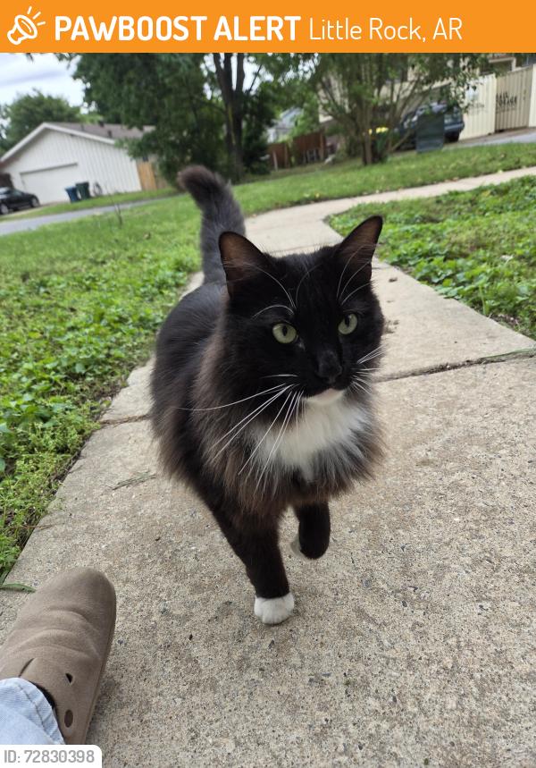 Found/Stray Unknown Cat last seen Breckenridge & Rodney Parham, Little Rock, AR 72211