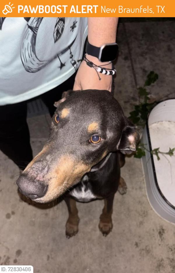 Found/Stray Male Dog last seen Spyglass dr , New Braunfels, TX 78130