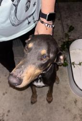 Found/Stray Male Dog last seen Spyglass dr , New Braunfels, TX 78130