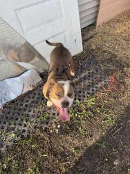 Lost Male Dog last seen Tireman , Detroit, MI 48228