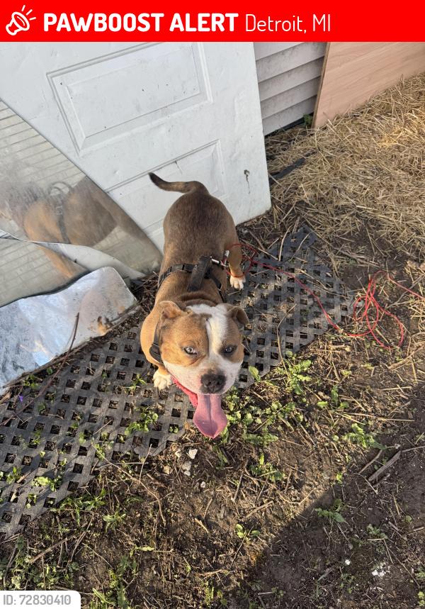 Lost Male Dog last seen Tireman , Detroit, MI 48228