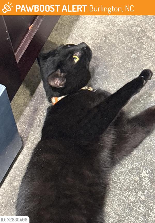 Found/Stray Female Cat last seen may hosiery mill, Burlington, NC 27215