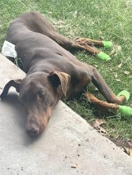 Found/Stray Male Dog last seen Near n 21 dr, Phoenix, AZ 85015