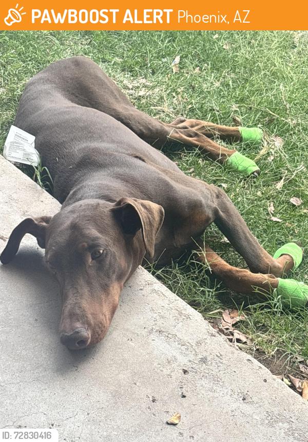 Found/Stray Male Dog last seen Near n 21 dr, Phoenix, AZ 85015