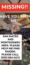 Lost Male Dog last seen Montgomery and San Mateo, Albuquerque, NM 87110