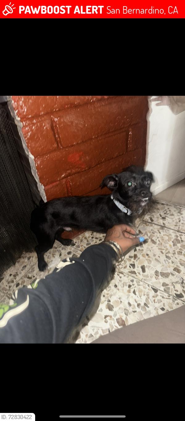 Lost Male Dog last seen 16th and Sepulveda , San Bernardino, CA 92404