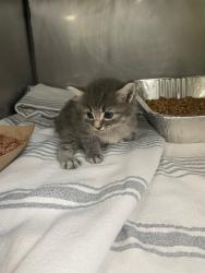 Shelter Stray Female Cat last seen Bexar County, New Braunfels, TX 78130