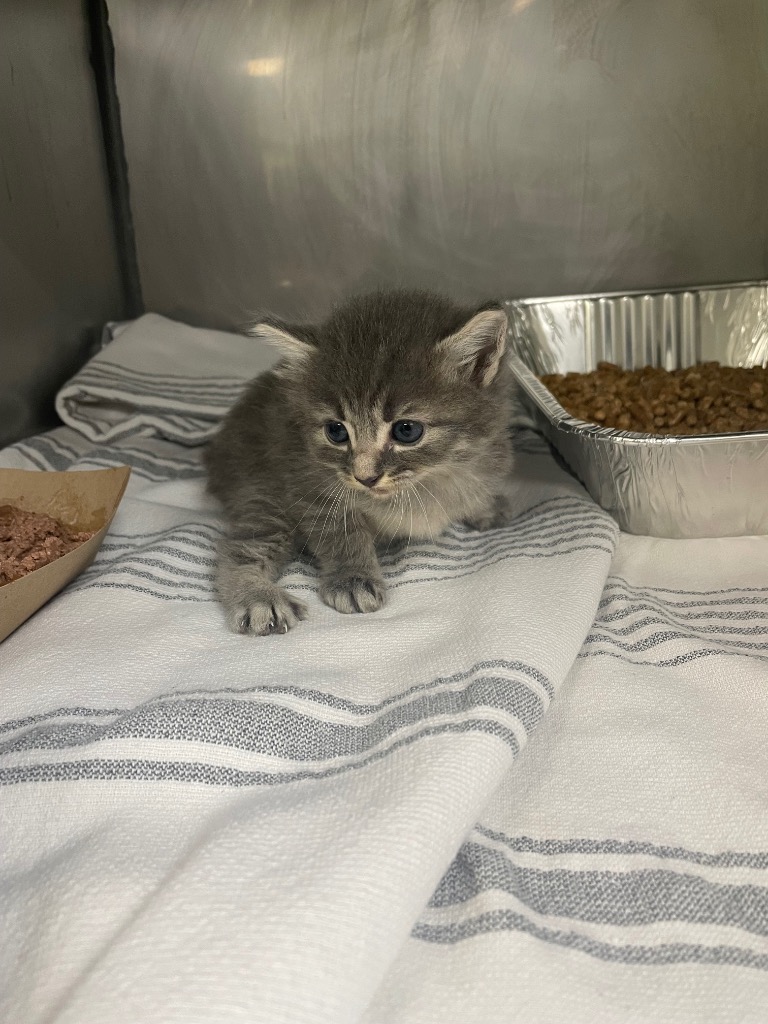 Shelter Stray Female Cat last seen Bexar County, New Braunfels, TX 78130