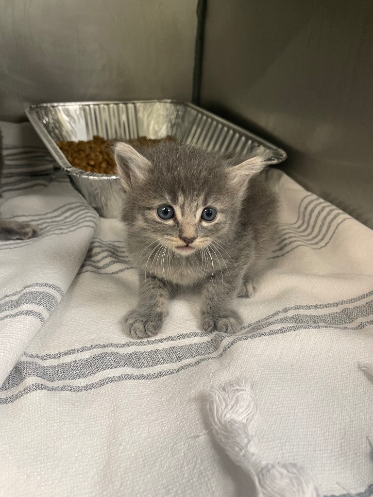 Shelter Stray Female Cat last seen Bexar County, New Braunfels, TX 78130