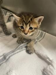 Shelter Stray Female Cat last seen Bexar County, New Braunfels, TX 78130