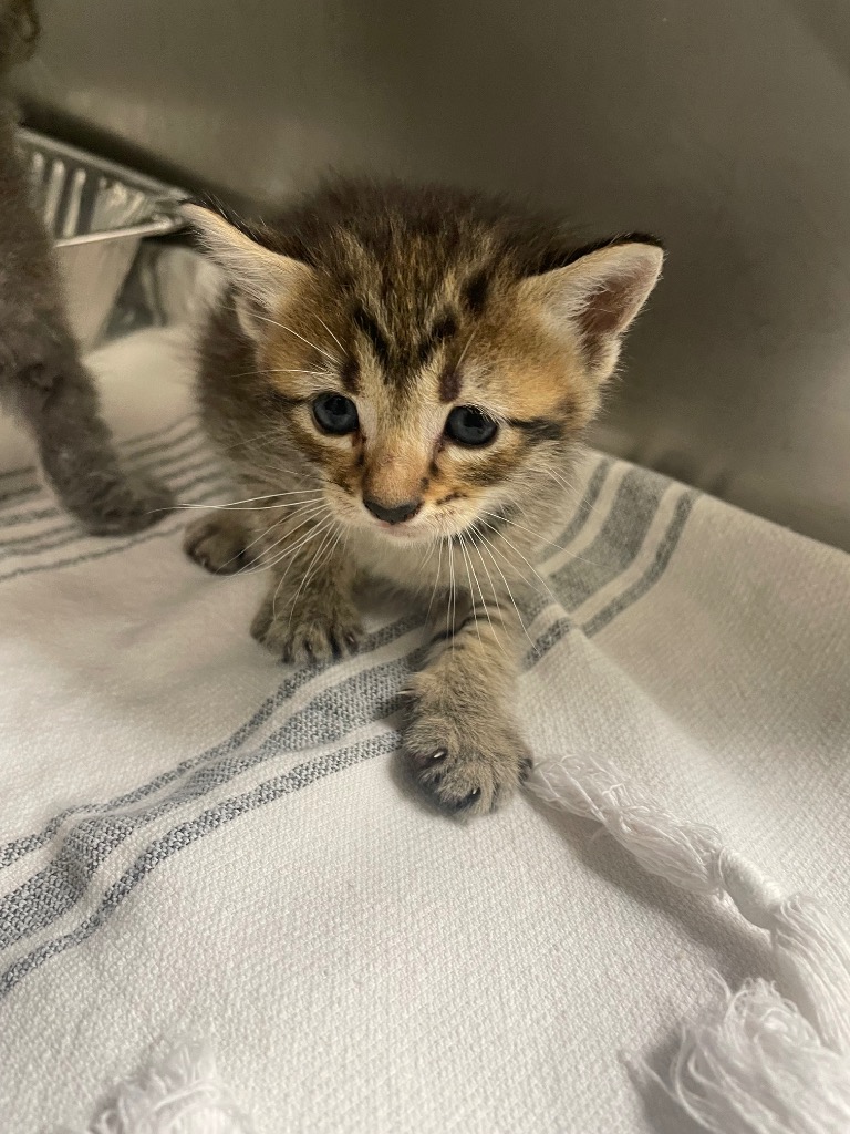 Shelter Stray Female Cat last seen Bexar County, New Braunfels, TX 78130