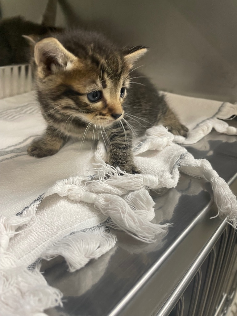 Shelter Stray Female Cat last seen Bexar County, New Braunfels, TX 78130