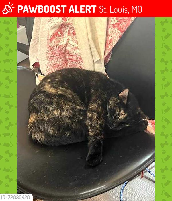 Lost Female Cat last seen Near block Westminster place, St. Louis, MO 63108