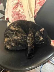 Lost Female Cat last seen Near block Westminster place, St. Louis, MO 63108