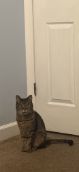Lost Male Cat last seen Woodberry Rd and Sandy Ridge Rd, Lexington, SC 29073