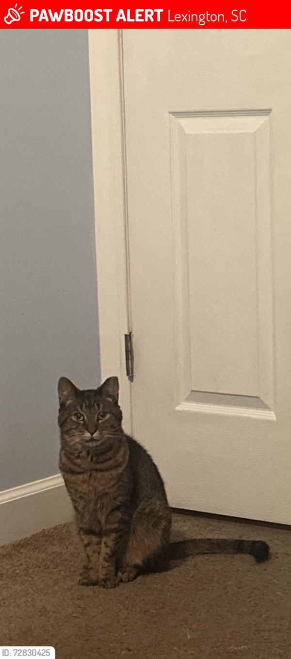 Lost Male Cat last seen Woodberry Rd and Sandy Ridge Rd, Lexington, SC 29073