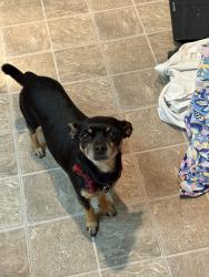 Lost Male Dog last seen 98th Indiana , Lubbock, TX 79423