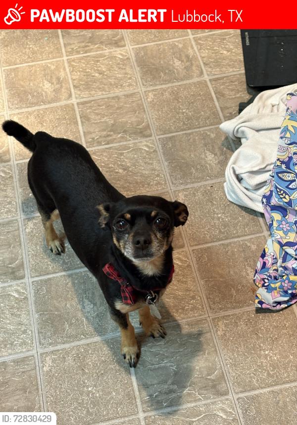 Lost Male Dog last seen 98th Indiana , Lubbock, TX 79423