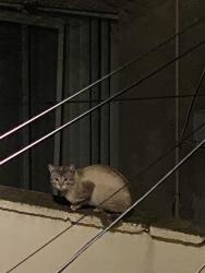 Found/Stray Unknown Cat last seen McKean Street, Philadelphia, PA 19148