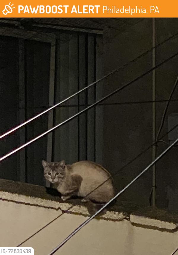 Found/Stray Unknown Cat last seen McKean Street, Philadelphia, PA 19148
